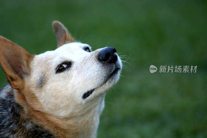 昆士兰希勒/澳大利亚牧牛犬特写